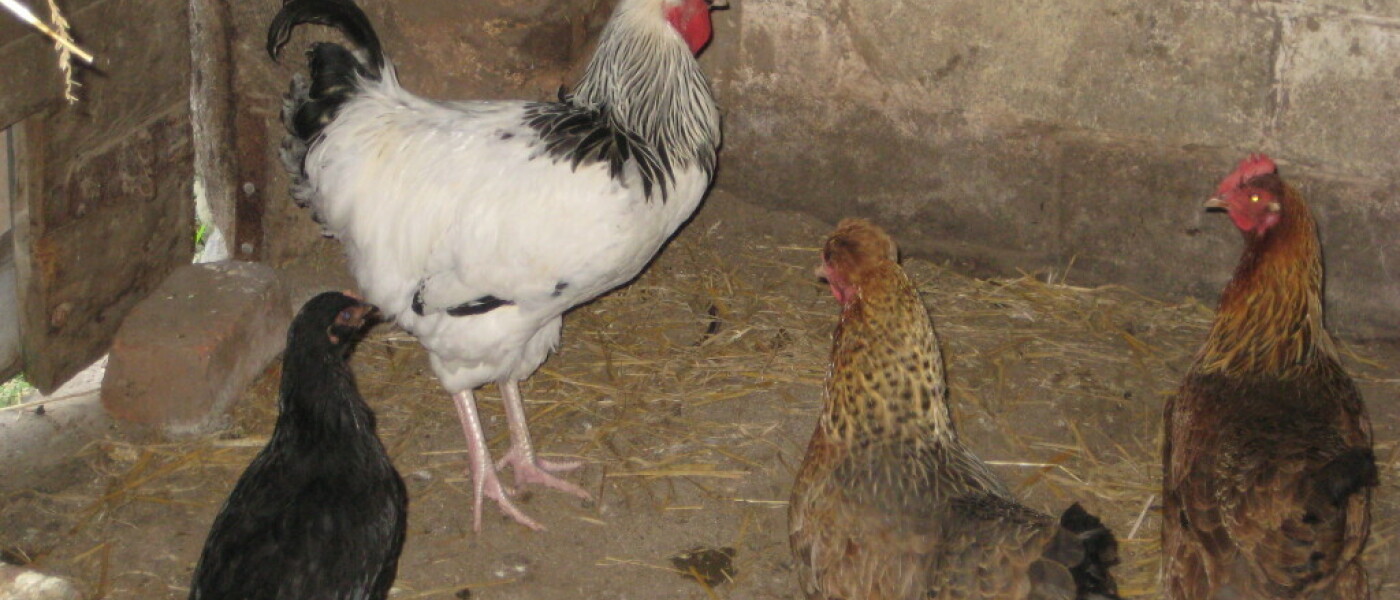 An addition to the Hen House