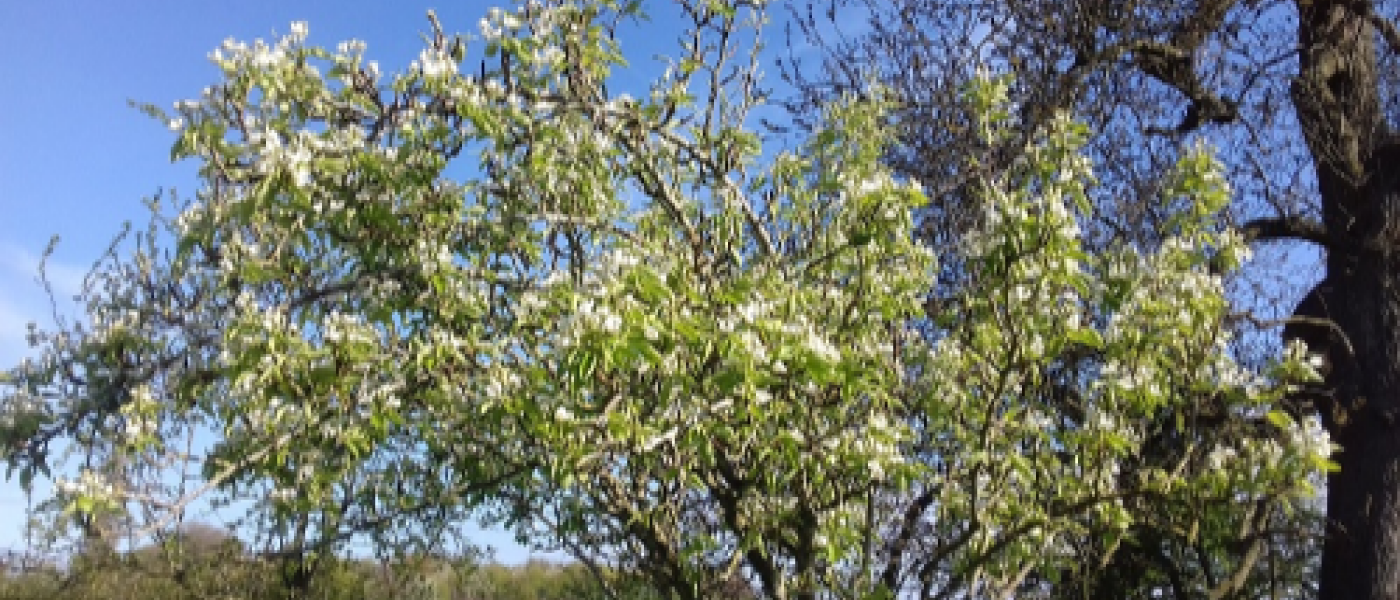 Beautiful Spring Blossom