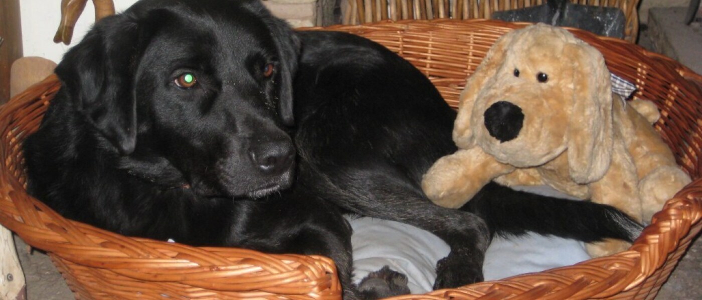 Best friends Forever