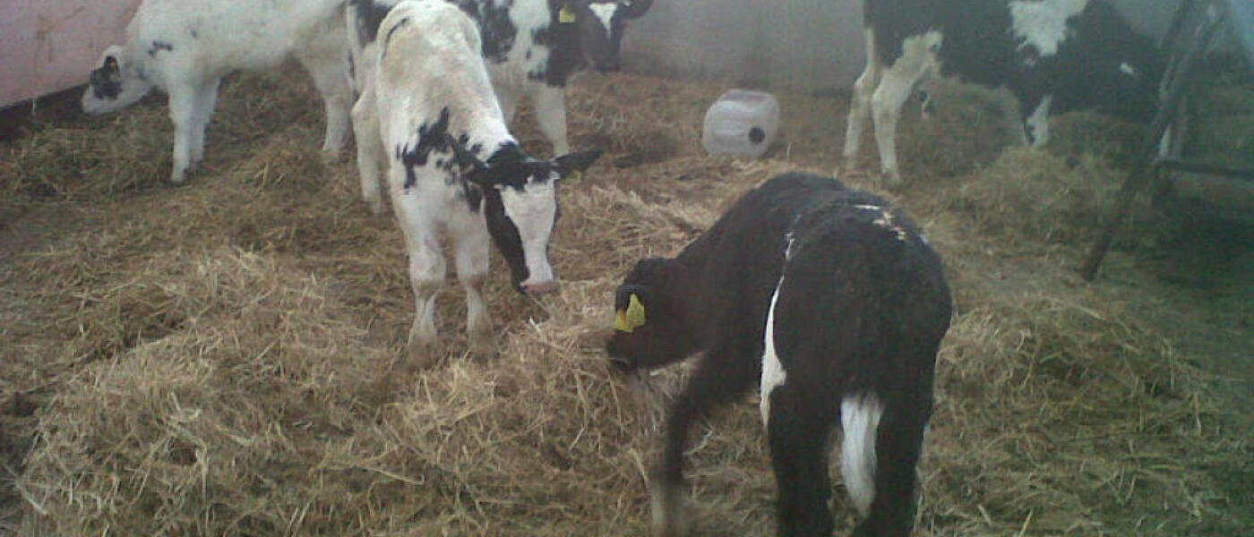 Calf Rearing at Broome Park Farm