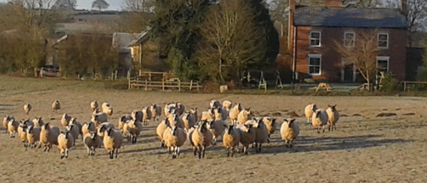 Grandmother's Footsteps