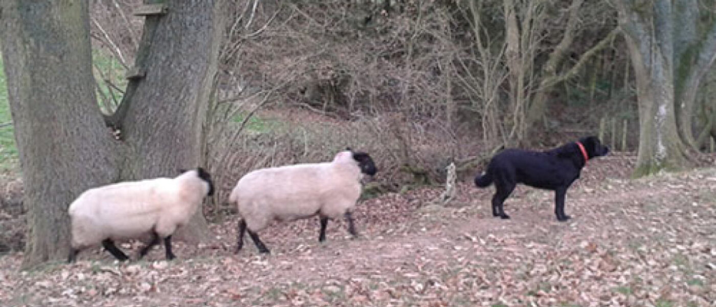 Grandmothers Footsteps