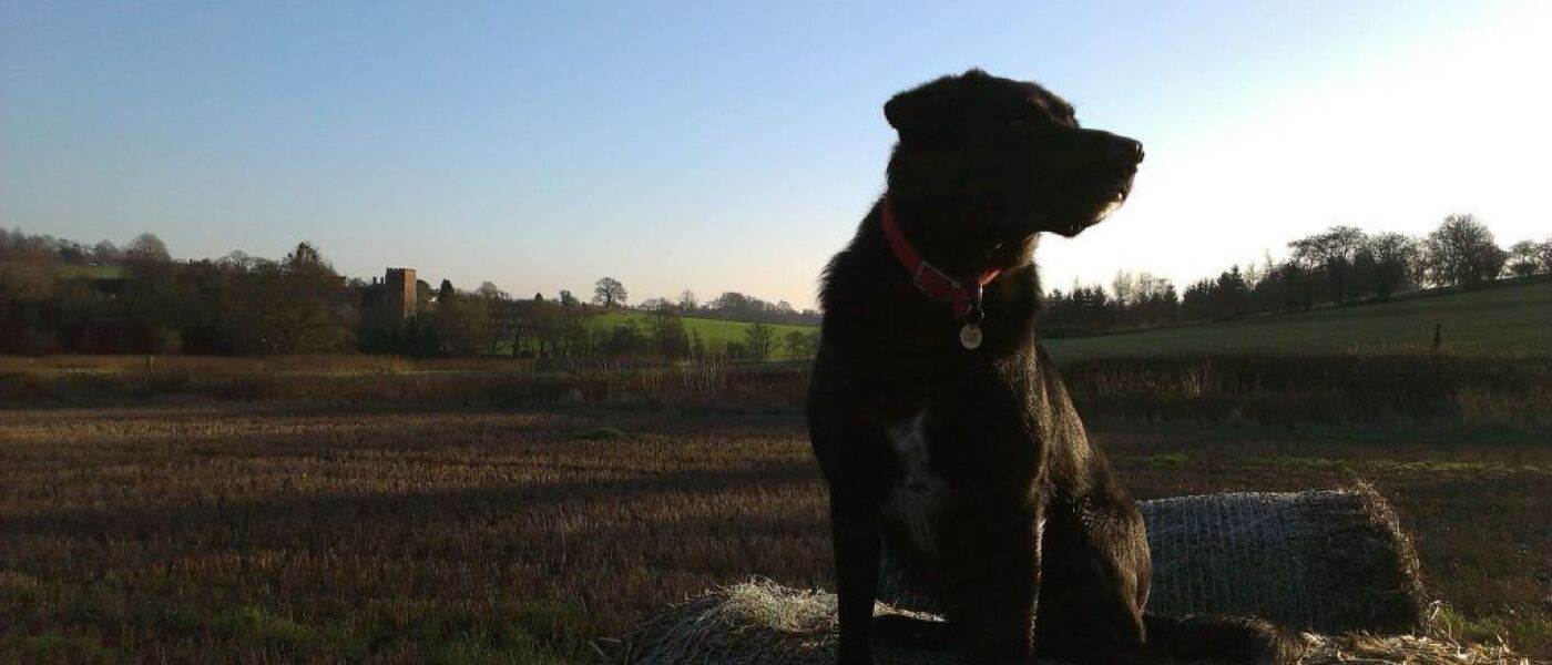 Happy New Year 2015!