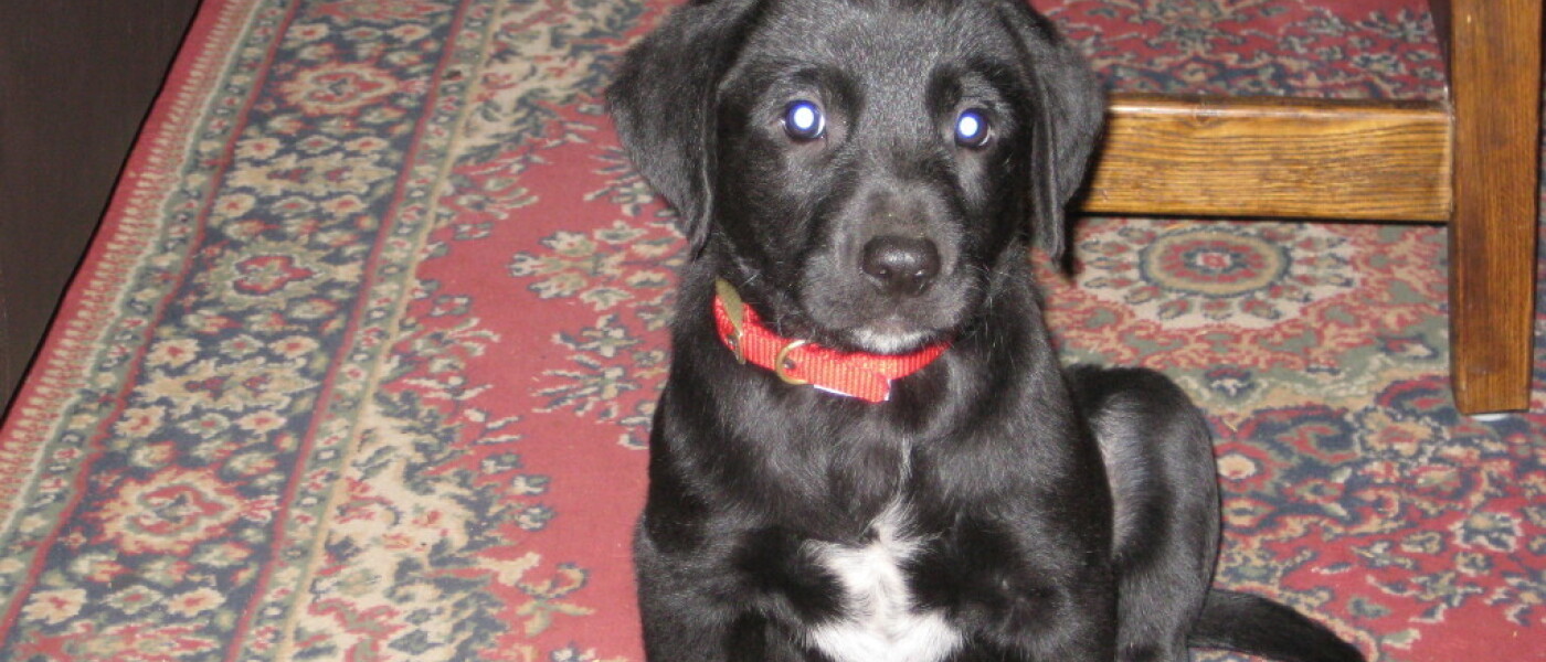 New Puppy at Broome Park Farm