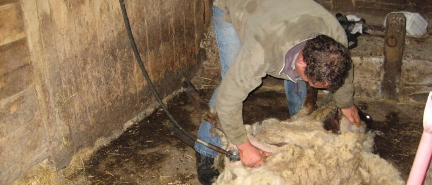 Not so woolly jumpers!