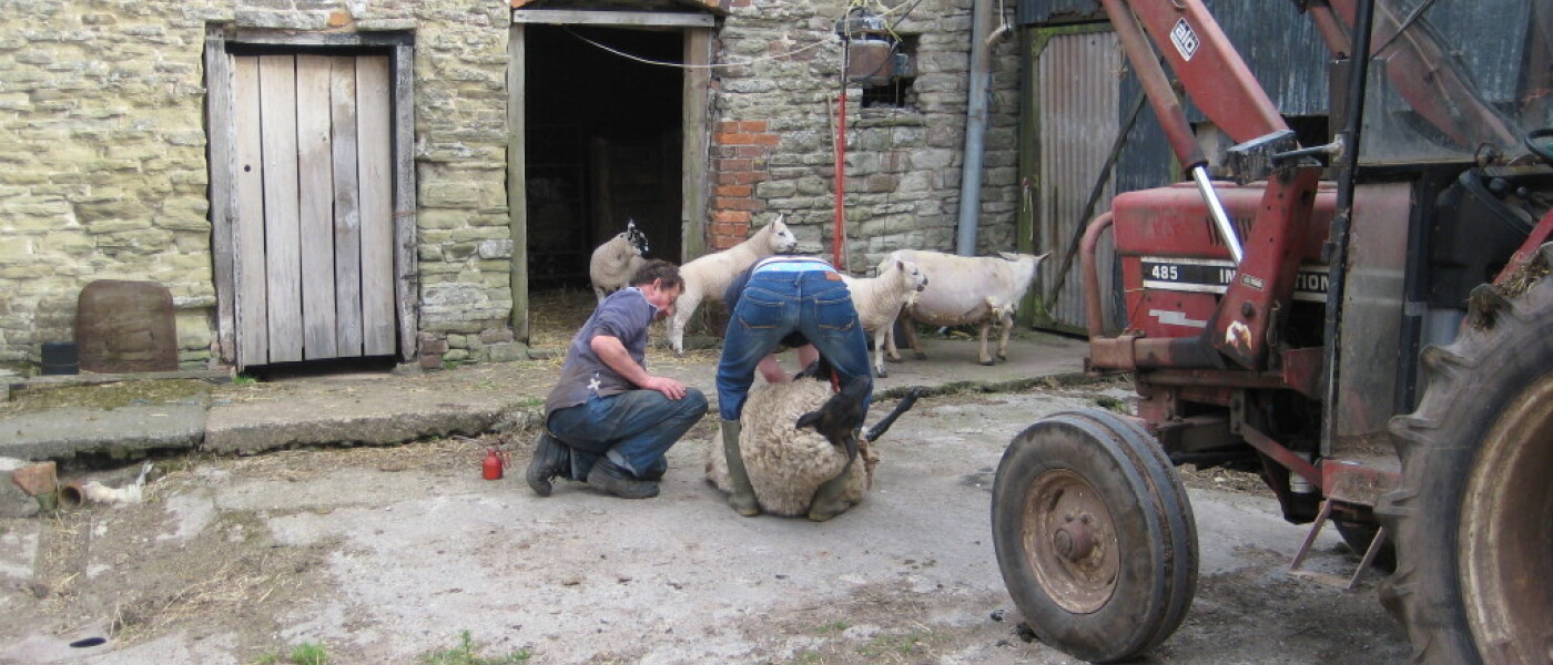 Sheep Shearing