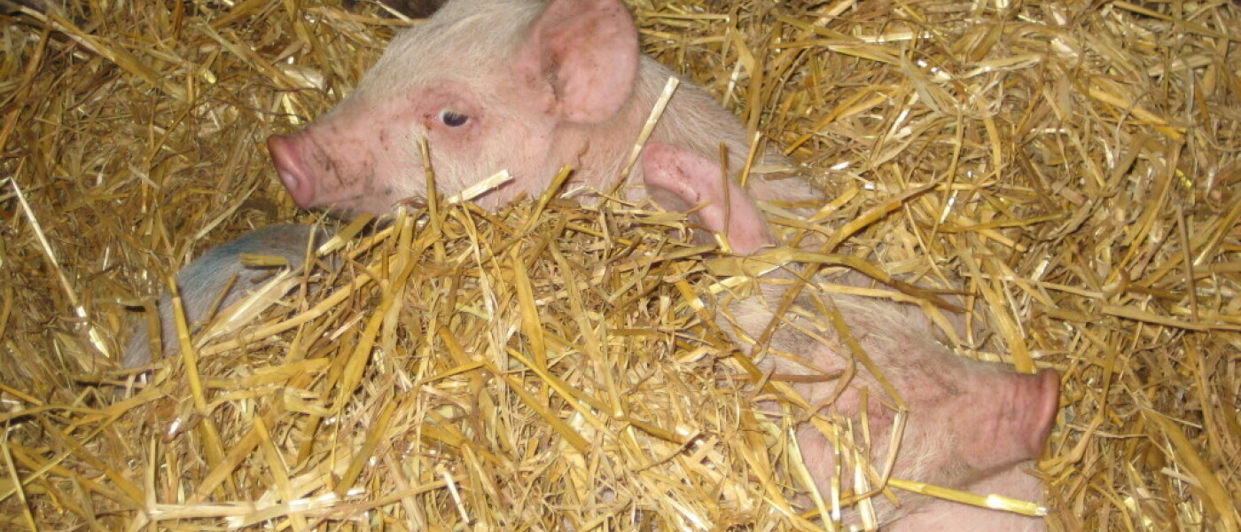 Yet More Piglets at Broome Park Farm!
